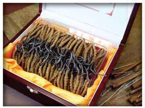 鱼峰冬虫夏草回收